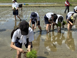田植え (5)